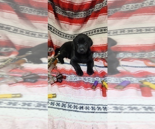 Medium Photo #15 Labrador Retriever Puppy For Sale in MERIDEN, KS, USA