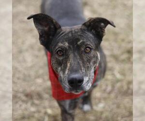 Black Mouth Cur-Unknown Mix Dogs for adoption in San Antonio, TX, USA