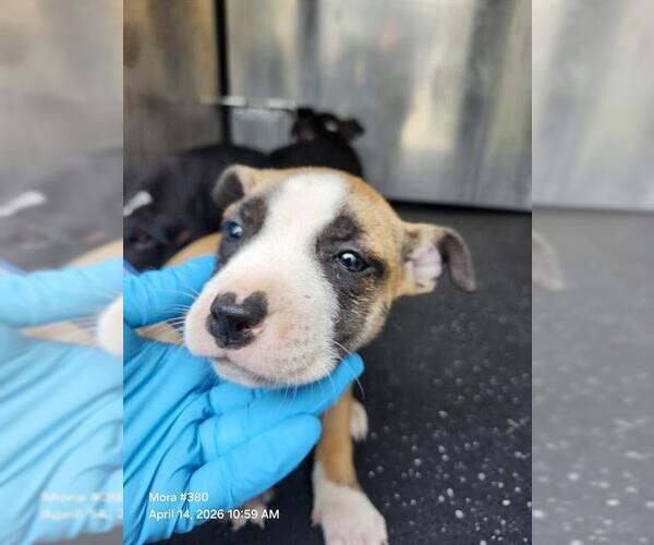 Medium Photo #1 American Staffordshire Terrier-Unknown Mix Puppy For Sale in San Antonio, TX, USA