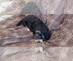 Small Photo #3 Poovanese Puppy For Sale in AMADO, AZ, USA