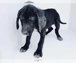 Small #1 Labrador Retriever Mix