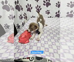 Small #1 Rat Terrier Mix