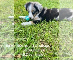 Miniature Australian Shepherd Puppy for sale in CASSVILLE, MO, USA