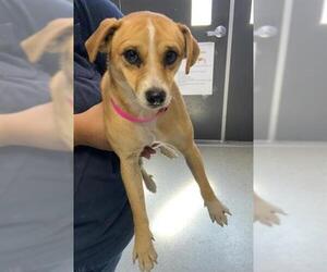 Chihuahua-Unknown Mix Dogs for adoption in Visalia, CA, USA