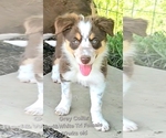 Small #15 Border Collie