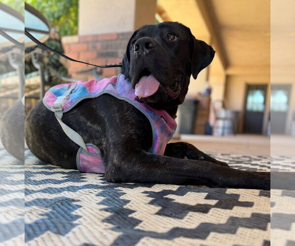 Medium Photo #5 Mutt Puppy For Sale in Goodyear, AZ, USA