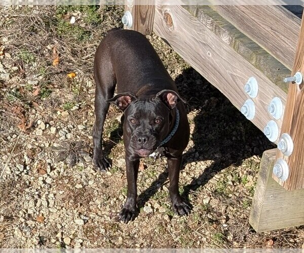 Medium Photo #1 American Pit Bull Terrier Puppy For Sale in SPTBG, SC, USA
