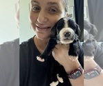Small #101 Bernedoodle