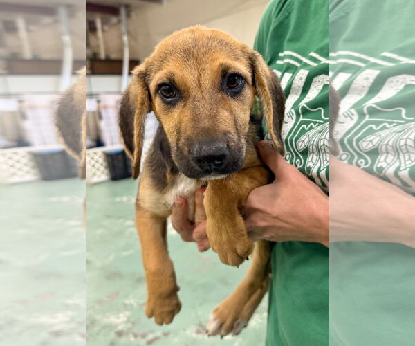 Medium Photo #3 Labbe Puppy For Sale in GILBERTS, IL, USA