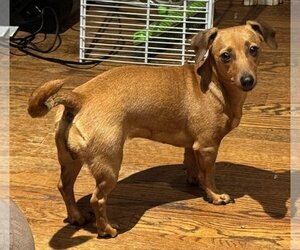 Chiweenie Dogs for adoption in Charlottesville, VA, USA