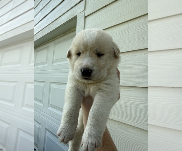 Medium Photo #24 Ausky-Great Pyrenees Mix Puppy For Sale in EDNA, TX, USA