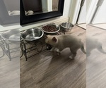 Small #53 Pomsky