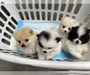 Pomeranian Litter for sale in UNION, SC, USA