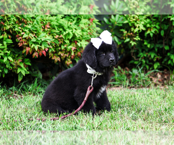 Medium Photo #14 Newfoundland Puppy For Sale in HENDERSONVILLE, NC, USA