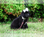 Small Photo #14 Newfoundland Puppy For Sale in HENDERSONVILLE, NC, USA