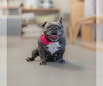 Small #5 French Bulldog