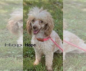 Poodle (Miniature) Dogs for adoption in Conway, AR, USA
