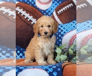 Cock-A-Poo Puppy for sale in QUARRYVILLE, PA, USA