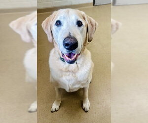 Labrador Retriever Dogs for adoption in Derwood, MD, USA