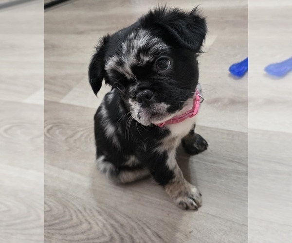 Medium Photo #1 French Bulldog Puppy For Sale in CHANDLER, AZ, USA