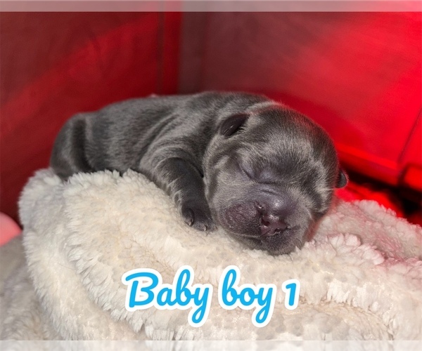 Medium Photo #4 French Bulldog Puppy For Sale in FRANKLIN, IN, USA