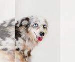 kelly - Female Australian Shepherd Dog for Adoption - Small photo