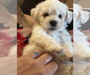 Bichon Frise Puppy for Sale in YUCCA VALLEY, California USA