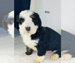 Miniature Bernedoodle Puppy for Sale in COLBERT, Washington USA