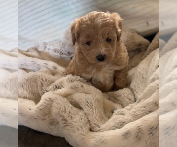 Medium Photo #2 Aussiedoodle Miniature  Puppy For Sale in LONGVIEW, TX, USA