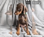 Small #2 Doberman Pinscher