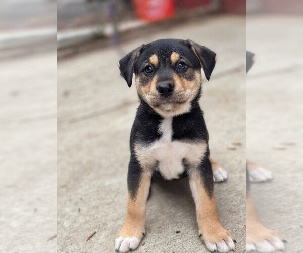 Medium Photo #1 Siberian Husky-Unknown Mix Puppy For Sale in Bellingham, WA, USA