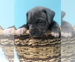 Small Photo #1 Cane Corso Puppy For Sale in AMARILLO, TX, USA