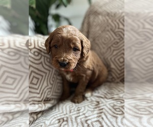 Goldendoodle Puppy for sale in N HIGHLANDS, CA, USA