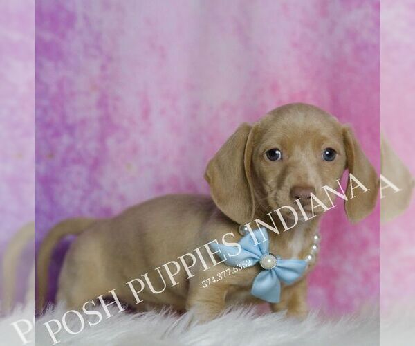 Medium Photo #5 Dachshund Puppy For Sale in WARSAW, IN, USA