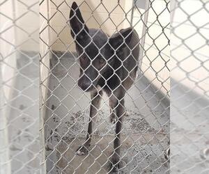 German Shepherd Dog Dogs for adoption in Anchorage, AK, USA