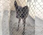 Small German Shepherd Dog