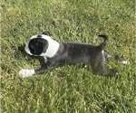 Small Photo #7 Boston Terrier Puppy For Sale in MONTVILLE, OH, USA