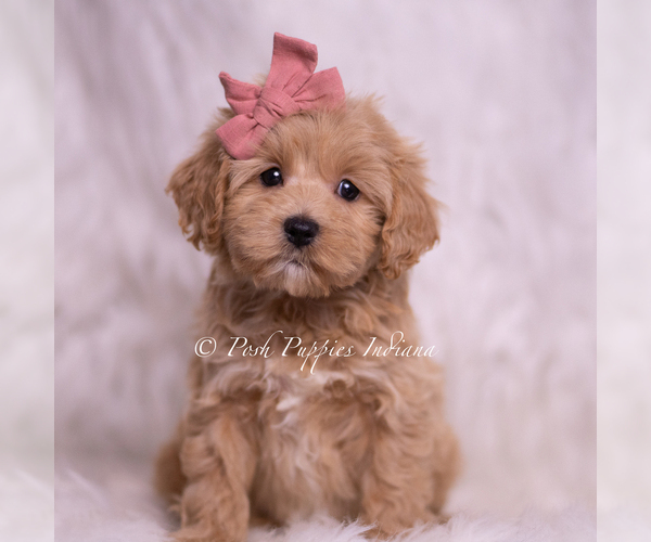 Medium Photo #76 Maltipoo (Miniature) Puppy For Sale in WARSAW, IN, USA