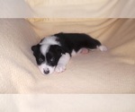Small Photo #32 Border Collie Puppy For Sale in AIKEN, SC, USA