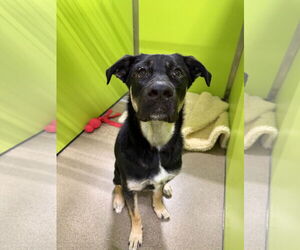 Shepradors Dogs for adoption in Princeton, MN, USA