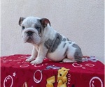 Puppy 3 English Bulldog