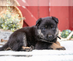 Small Photo #25 German Shepherd Dog Puppy For Sale in PARKESBURG, PA, USA