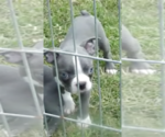 Puppy 1 Boston Terrier