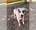Small #1 Catahoula Leopard Dog Mix