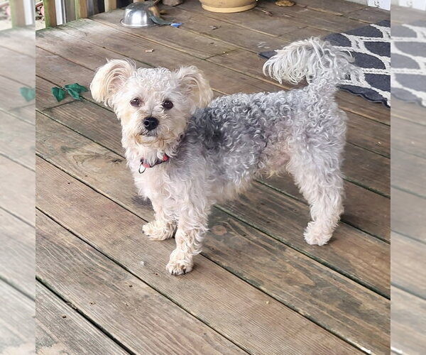 Medium Photo #1 Maltese Puppy For Sale in Alexandria, KY, USA