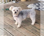 Paxton - Male Maltese Dog for Adoption - Small photo
