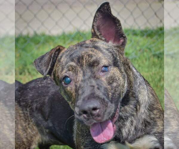 Medium Photo #1 Holland Shepherd-Mountain Cur Mix Puppy For Sale in Huntley, IL, USA