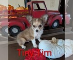Small #4 Chihuahua