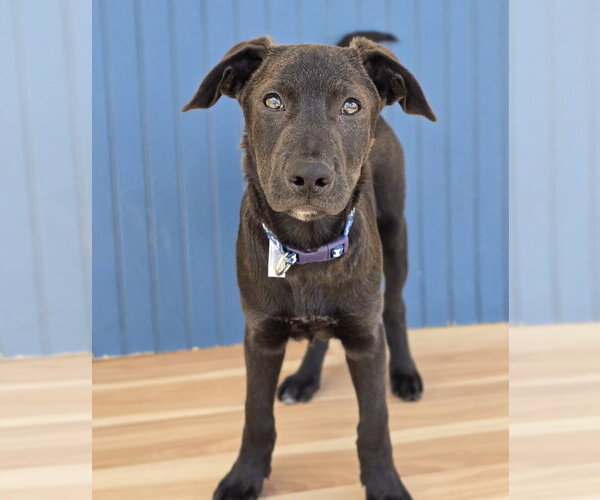 Medium Photo #9 Labrador Retriever-Unknown Mix Puppy For Sale in Lakewood, CO, USA