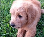 Small Photo #4 Labradoodle Puppy For Sale in STOCKTON, MD, USA